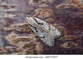 Attēlu rezultāti vaicājumam “Semioscopis avellanella”