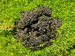 Attēlu rezultāti vaicājumam “Leptogium lichenoides”