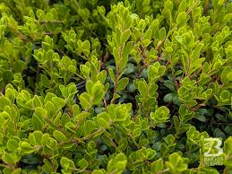 Attēlu rezultāti vaicājumam “Arctostaphylos uva-ursi leaf”