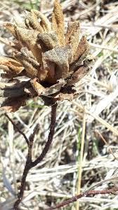 Attēlu rezultāti vaicājumam “Rabdophaga heterobia”