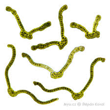 Attēlu rezultāti vaicājumam “Grimmia muehlenbeckii”