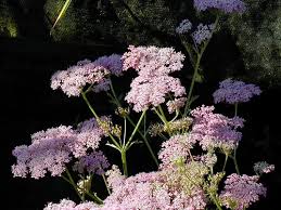 Image result for Pimpinella major