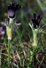 Attēlu rezultāti vaicājumam “Pulsatilla pratensis leaf”