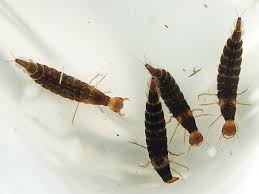 Attēlu rezultāti vaicājumam “Hydaticus transversalis”