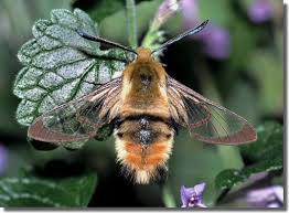 Attēlu rezultāti vaicājumam “Hemaris tityus”