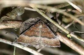 Attēlu rezultāti vaicājumam “Larentia clavaria”