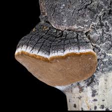 Attēlu rezultāti vaicājumam “Phellinus tremulae”