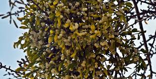 Attēlu rezultāti vaicājumam “Viscum album fruit”