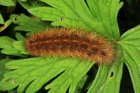 Attēlu rezultāti vaicājumam “Phragmatobia fuliginosa imago”