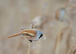 Attēlu rezultāti vaicājumam “Panurus biarmicus male”