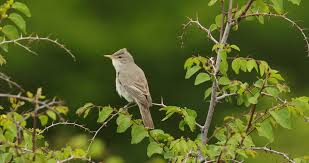 Image result for Hippolais olivetorum