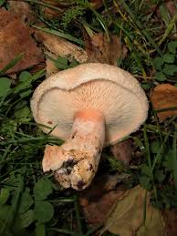 Attēlu rezultāti vaicājumam “Lactarius torminosus”