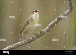 Attēlu rezultāti vaicājumam “Acrocephalus schoenobaenus adult”