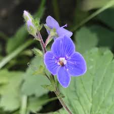 Attēlu rezultāti vaicājumam “Veronica chamaedrys bud”