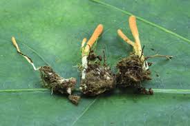 Attēlu rezultāti vaicājumam “Cordyceps polyarthra”