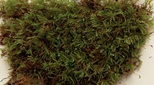 Attēlu rezultāti vaicājumam “Eurhynchiastrum pulchellum”