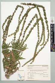 Image result for Reseda luteola