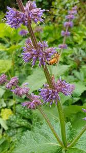 Attēlu rezultāti vaicājumam “Salvia verticillata flower”