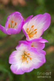 Attēlu rezultāti vaicājumam “Crocus speciosus”