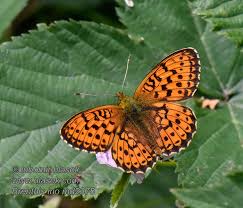 Attēlu rezultāti vaicājumam “Brenthis ino”