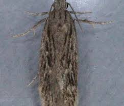 Attēlu rezultāti vaicājumam “Gelechia rhombella”