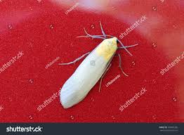 Attēlu rezultāti vaicājumam “Lithosia quadra male”