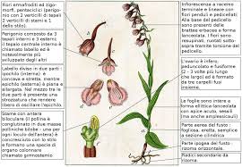 Attēlu rezultāti vaicājumam “Epipactis palustris”
