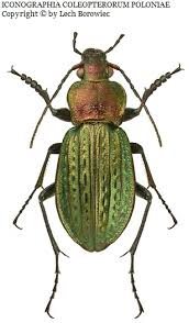 Attēlu rezultāti vaicājumam “Carabus cancellatus”