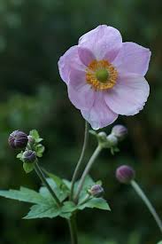Attēlu rezultāti vaicājumam “Anemone nemorosa bud”