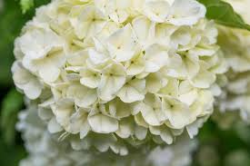 Attēlu rezultāti vaicājumam “Viburnum opulus flower”