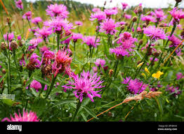 Attēlu rezultāti vaicājumam “Centaurea jacea flower”
