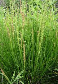 Attēlu rezultāti vaicājumam “Juncaginaceae”