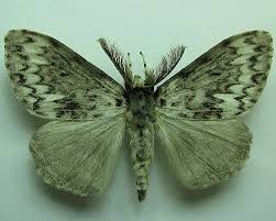 Attēlu rezultāti vaicājumam “Lymantria monacha imago”