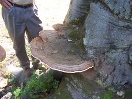 Attēlu rezultāti vaicājumam “Ganoderma applanatum”