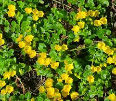 Image result for Lysimachia nummularia