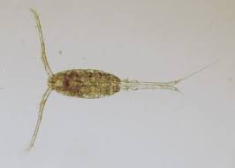 Attēlu rezultāti vaicājumam “Copepoda”