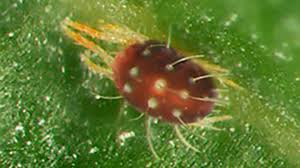 Attēlu rezultāti vaicājumam “Panonychus”