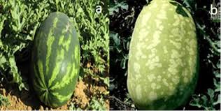 Attēlu rezultāti vaicājumam “Citrullus lanatus”