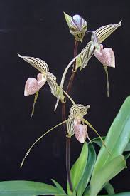 Attēlu rezultāti vaicājumam “Sphagnum platyphyllum”