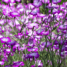 Image result for Kornrade