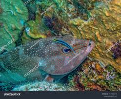 Image result for Mycteroperca bonaci