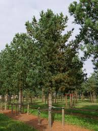 Image result for Pinus cembra
