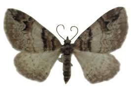 Attēlu rezultāti vaicājumam “Pareulype berberata”