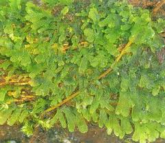 Attēlu rezultāti vaicājumam “Riccardia multifida”