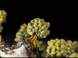 Attēlu rezultāti vaicājumam “Physarum melleum stalked”