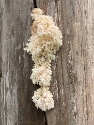 Attēlu rezultāti vaicājumam “Hericium coralloides”