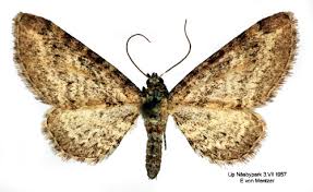 Attēlu rezultāti vaicājumam “Eupithecia subumbrata”