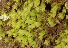 Attēlu rezultāti vaicājumam “Fissidens osmundoides”