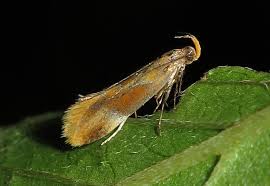 Attēlu rezultāti vaicājumam “Epicallima formosella”