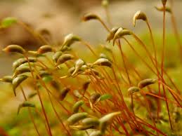 Attēlu rezultāti vaicājumam “Homomallium incurvatum”